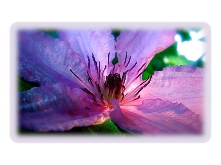 Flower Purple Macro Nature Photography lilac lavender white green moonlight close focus single blossom TWILIGHT Purple Clematis