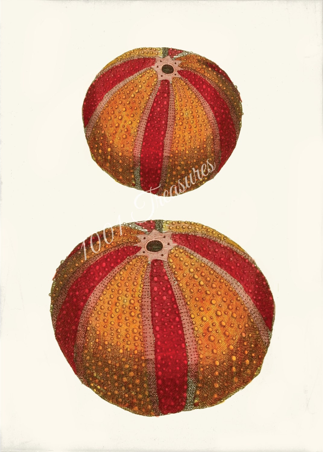 Sea Urchin Collage Print - 5 x 7 - Two Red Sea Urchins