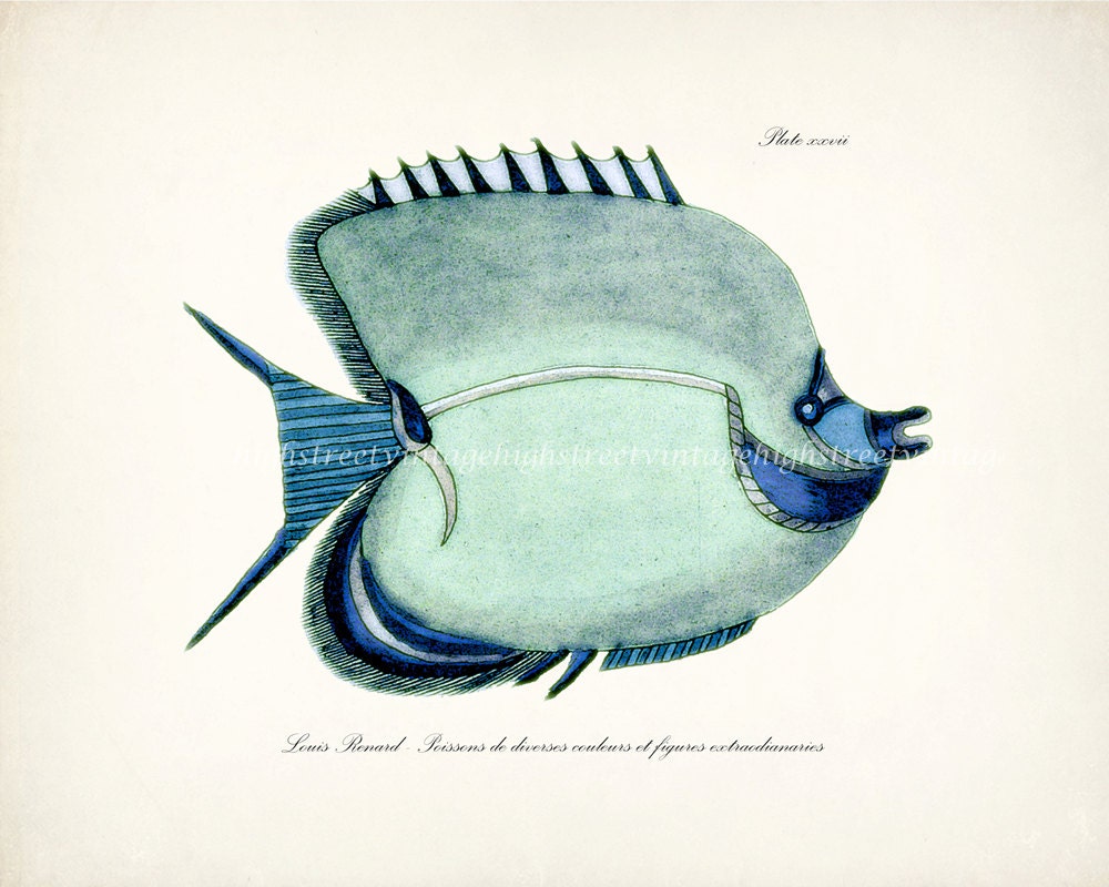 Fish of the Coral Reefs Illustration - Natural History Wall Decor Print 10 x 8 Aqua