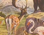 1920s Vintage Print  Fauna of Spain Lithograph Art
