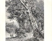 1892 Common Ivy on an Oak Tree Antique Botanical Print