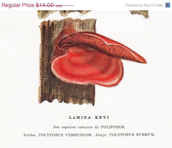Polypuros Mushrooms Vintage Print 1948 to Frame