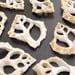 Frilled Frog Center Cut Shells (10 pcs.)