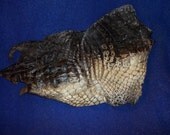 real animal bone Alligator taxidermy hide skin gator leather part craft goods man cave