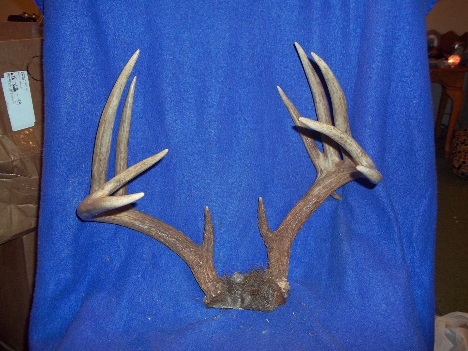 Real bone animal part deer head taxidermy skeleton skull cap with antlers