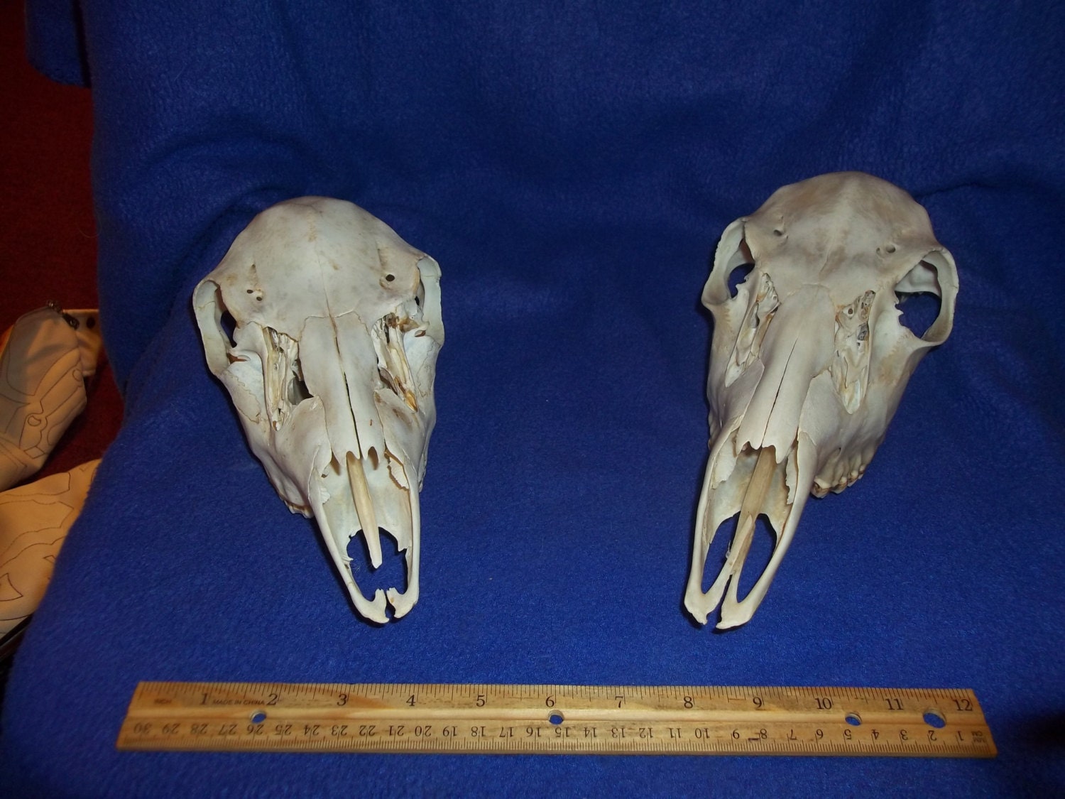 Real bone animal part doe deer skull teeth taxidermy