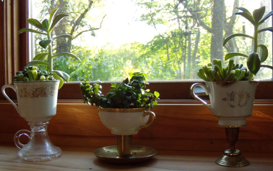 Suc Cups - Cup of Succulents in Vintage Coffee Cup with Pedestal