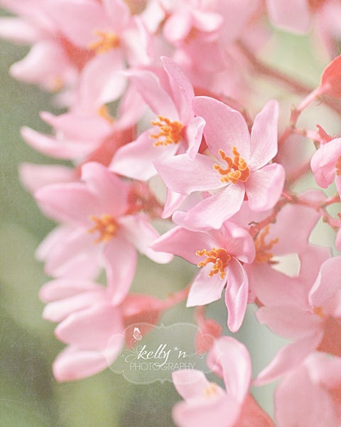 Curlie Cues- Pink Flowers- Nature Photography- Floral art- Soft Pink Orange- Flower Photography- 8x10 Fine Art Print