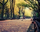 Central Park Autumn Leaves New York City Photography - 8x12 - patriciapayne