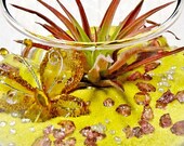 BUTTERFLY LACE terrarium - feng shui, air plant, mothers day, home decor, mothers day gifts, spring gifts