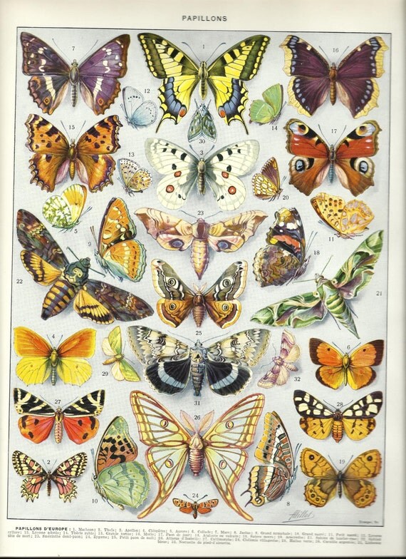 BUTTERFLIES Vintage ANIMAL poster French by FolieduJour on Etsy