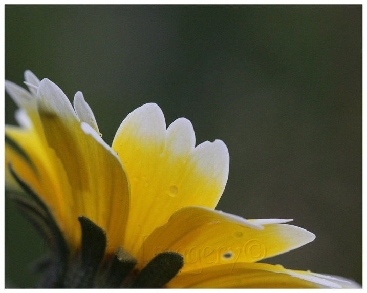 Daisy Photograph, Yellow Flower, White, Spring Green, Bright, Summer, Nature, Garden Art