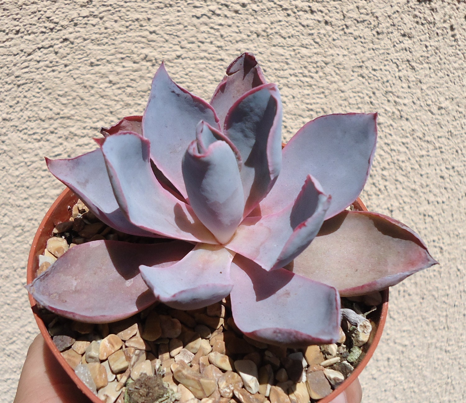 Large Echeveria 'Afterglow'