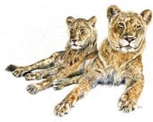 A2 Original Painting of a pair of young lions - "Madoda and Zambezi"