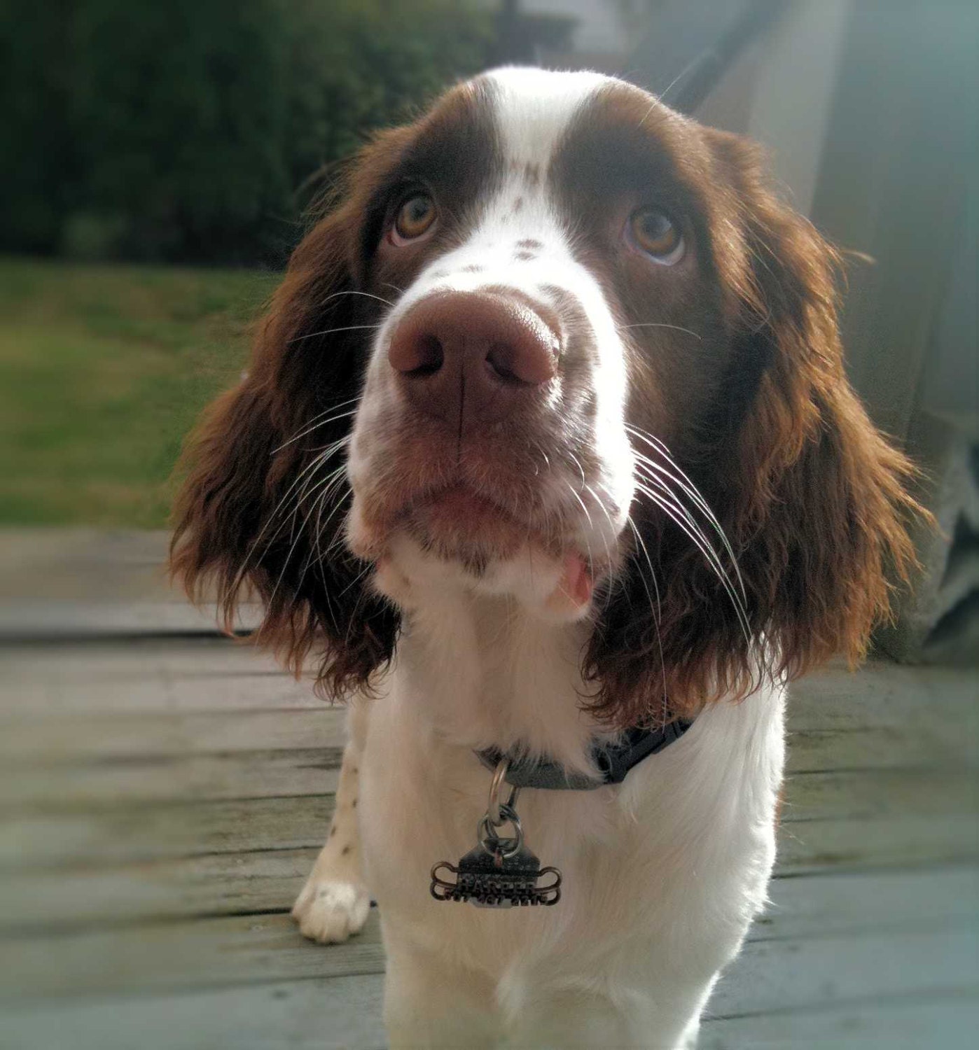 Unique Dog ID Tag - Stainless Steel Custom 3D Bone Dog Tag