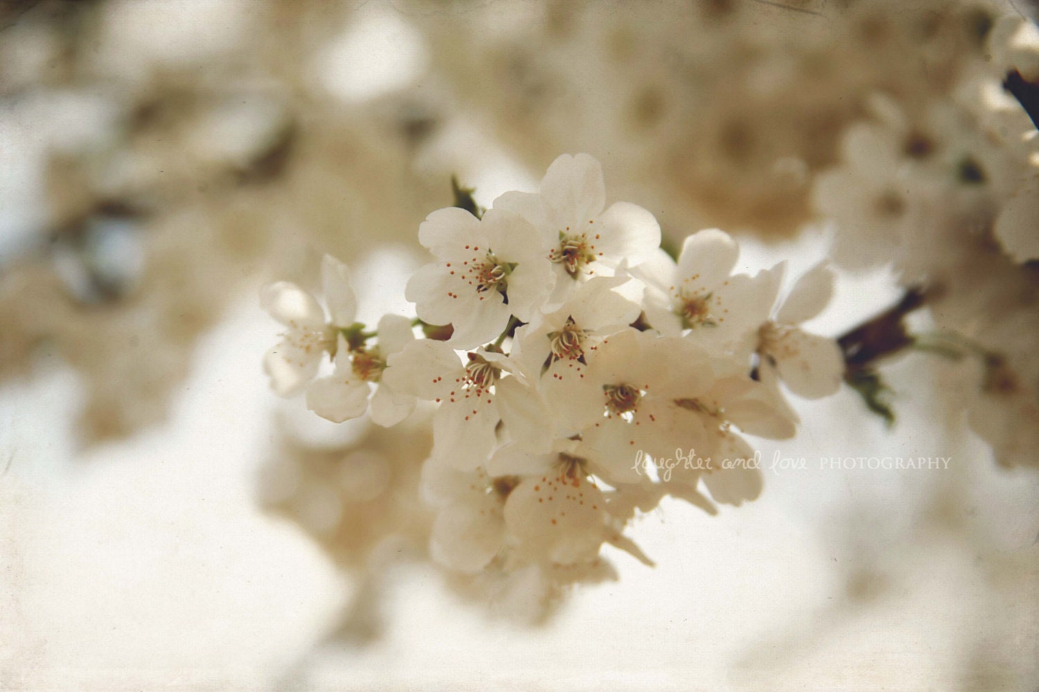 White Blossoms 8x10 Fine Art Photography Spring Pear Flower Tree Cream Ivory Monochrome Nature Shabby Cottage Chic Home Decor Wall Art