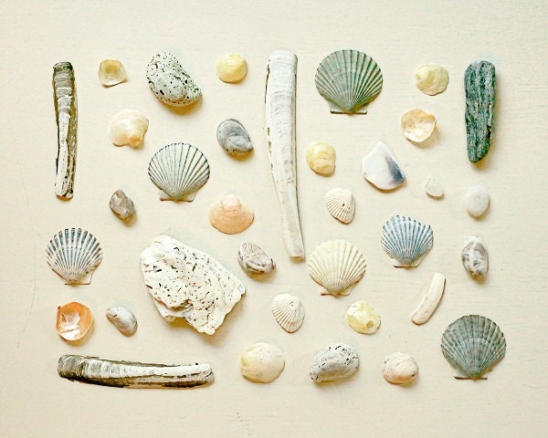 Beach Study Shells Natural History Print Whites Neutral Colors Natural Home Decor Seashells Minimal Simple Style, 11 x 14 Fine Art Print