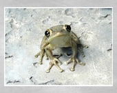 Frog Photograph Fine Art Animal Photography Tree Frog Photo Nature Photo - Wildlife Photography - Photo Print 5 x 7