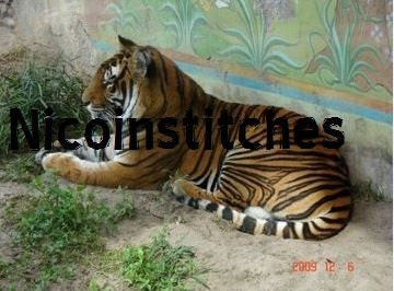 Regal Tiger cross stitch pattern -PATTERN ONLY