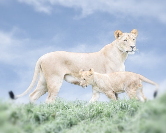 Animal Photograph, 8x10 Lion Photography, Zoo Nursery Decor, Nature Wildlife Print, Baby Lion Wall Art, Blue Brown, Green Africa