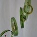 RECYCLING WINE BOTTLES into windchimes, eco friendly and green, wind chimes, mobile, musical and colorful, wind chime 21