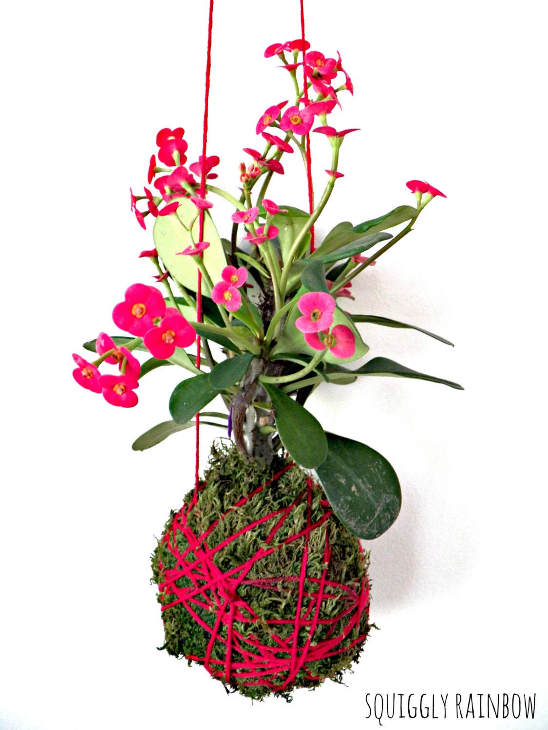 The Forever Flower Kokedama - Hanging Hill