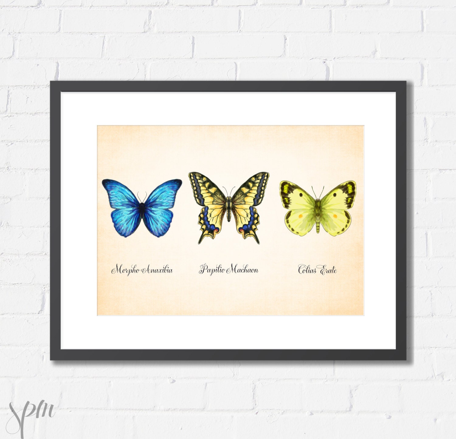 Art Print Vintage Butterflies Archival Print 8x10 or A4