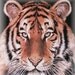 Banner and Avatar Set Tiger Tapestry Digital Art Photography