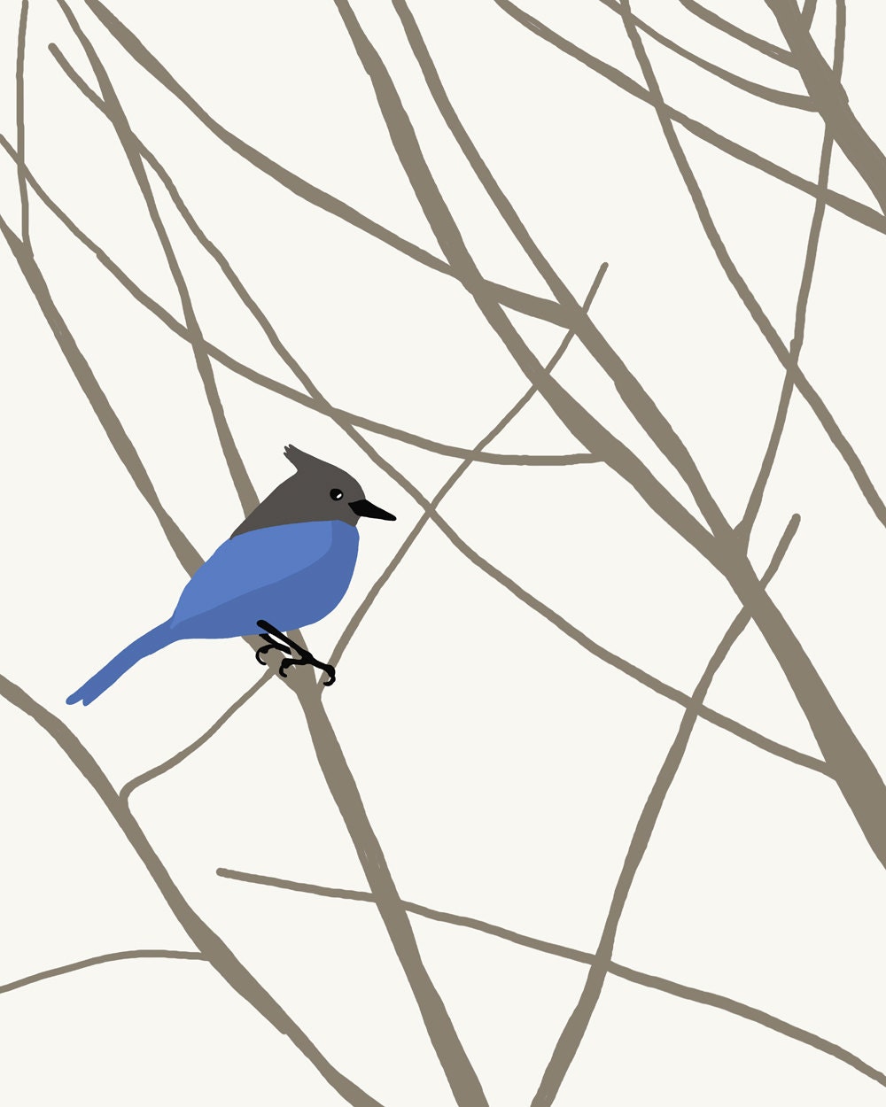 Fine Art Print.  Steller's Jay.  February 5, 2013.