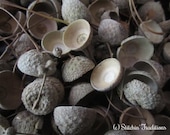 50 Acorn Caps - Assorted Sizes and Styles