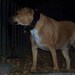3 inch Leather Dog Collar: Latigo, 3 inch tapered neck