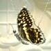 Real Butterfly Wing Pendant  - Citrus Swallowtail (Papilio demodocus - Africa) - Hand Soldered - Great Spring Time Gift