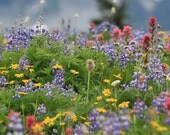 Greeting Cards--Flower Medley