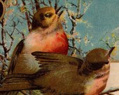 Pretty Antique Friendship Remembrance Postcard 1909 Woodland Birds