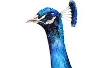 Peacock Watercolor Illustration Print Bird Navy Blue Purple Turquoise Feather Nature Home Decor - BarbaraSzepesiSzucs