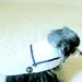 Small Dog's Sailor Shirt Made to Order - White Poly Cotton with Navy Blue Trim and Anchor Applique Maltese