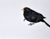Blackbird 4 - Original Colored Pencil drawing 5.5 x 8 Inch