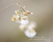 Nature Flower photo, Dandelion, Coat buttons, white, weeds, macro photography, neutral, nursery, for her, botanical art, floral, flora
