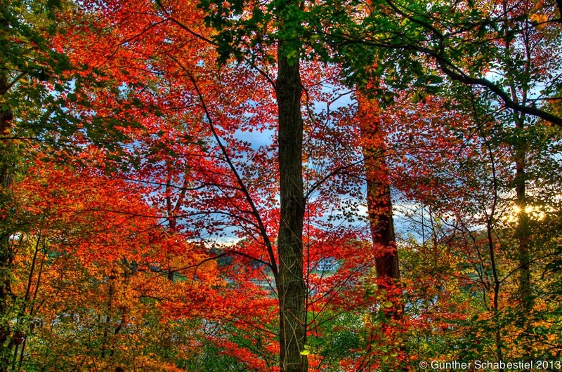 Fall colored leaves autumn woodland print with red, green, blue and brown tones