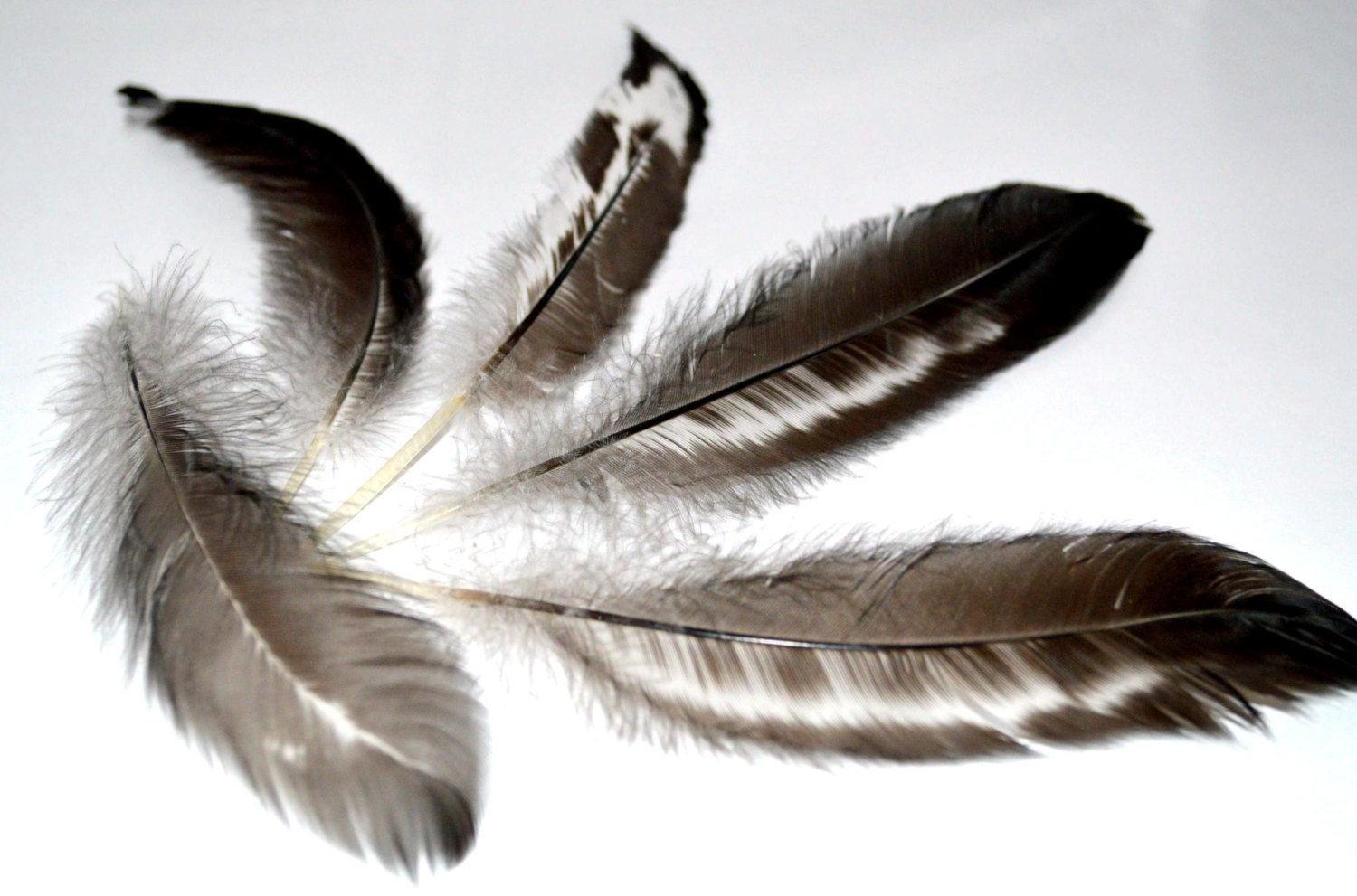 Feathers Black with White specks thick 26
