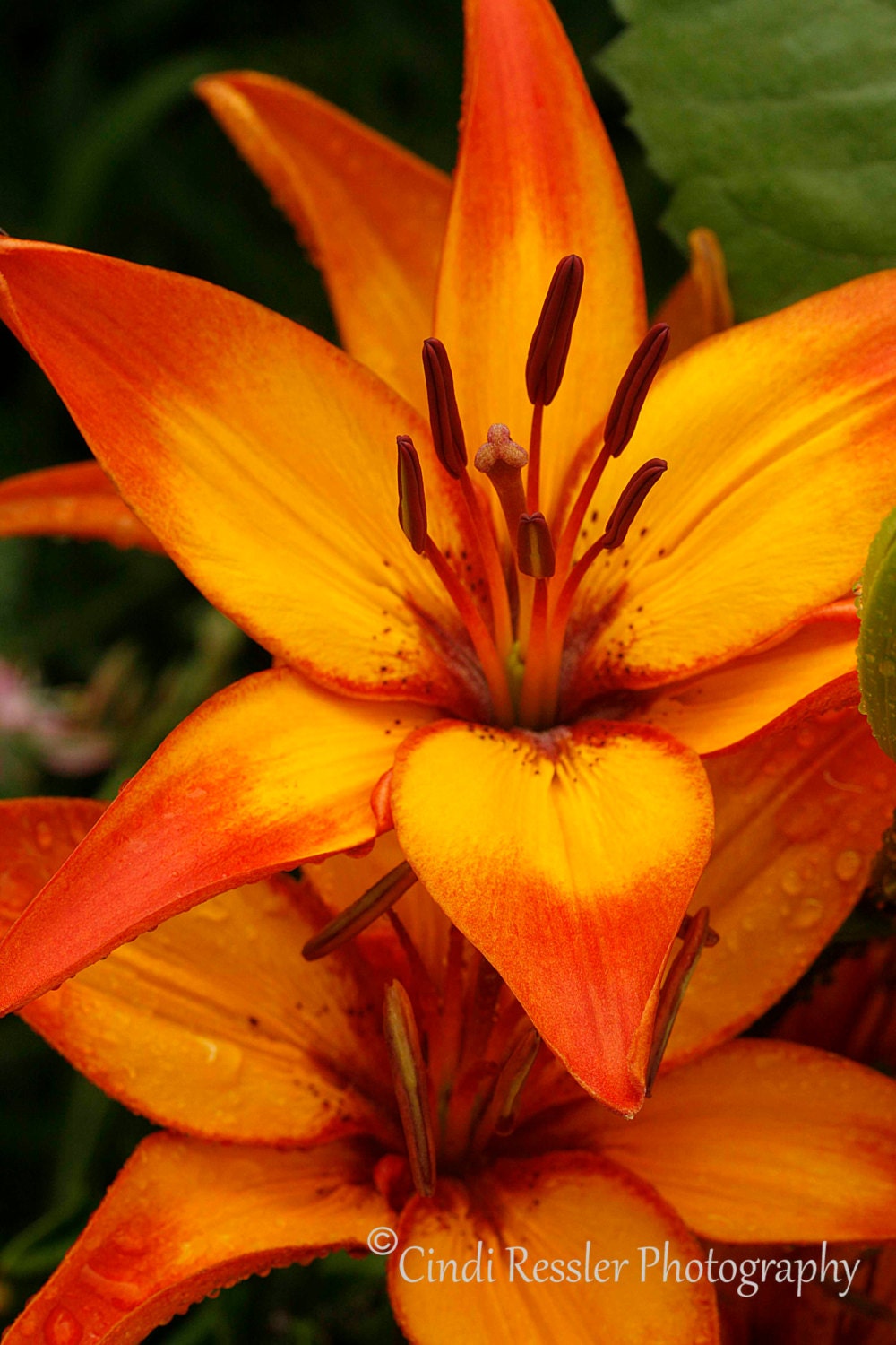 Asiatic Lily Duo, 5x7 Fine Art Photography, Flower Photography - CindiRessler