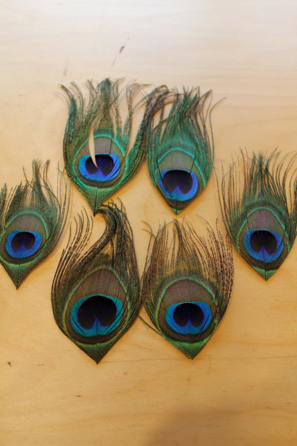 6 x Peacock feather eyes