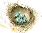 Watercolor painting bird nest print, nest with 5 blue eggs, nature still life, art painting print.
