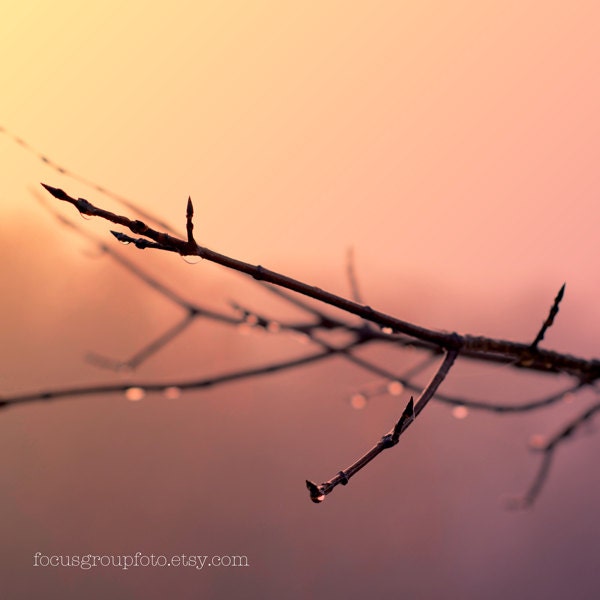 Tree Photograph Winter Branches Dew Nature Home Decor Pink Orange Yellow Sunrise Morning Dawn by Tabora