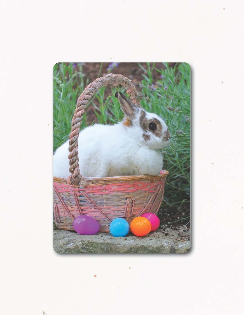 Easter Card BUNNY IN BASKET Holiday Greeting SpringFarm Fresh Photography