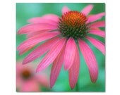 FLOWER PHOTO, Nature Photography, Fine Art, Pink Coneflower, Home Decor, Shabby Chic