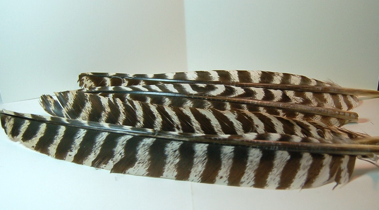 4 14 to 17 Brown White Striped Eastern Wild by ArtFeathers