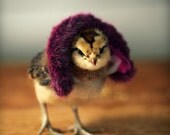 Magnet Chicks in Hats Chicken Wearing a Purple Fur Hat