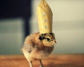 Chicks in Hats Magnet This Will Make Your Refrigerator Happy