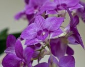Nature photography, orchid photography, flower photography, for the home, home decor, flower scene, pink, canvas photo - piekfotografie